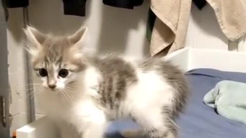 cute kitten practicing dance