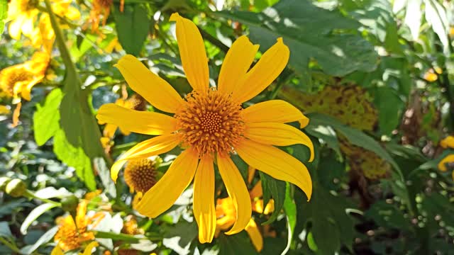 Beautiful Nature Yellow Flower