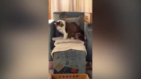 Enjoy With the cat