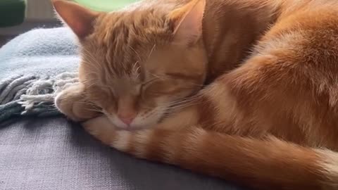 Orange cat behavior