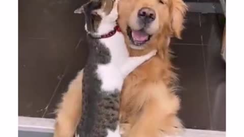 LOVING CAT AND DOG