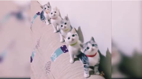 Cute cats