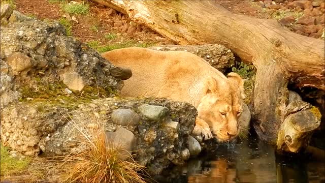 lion drink water from the pool