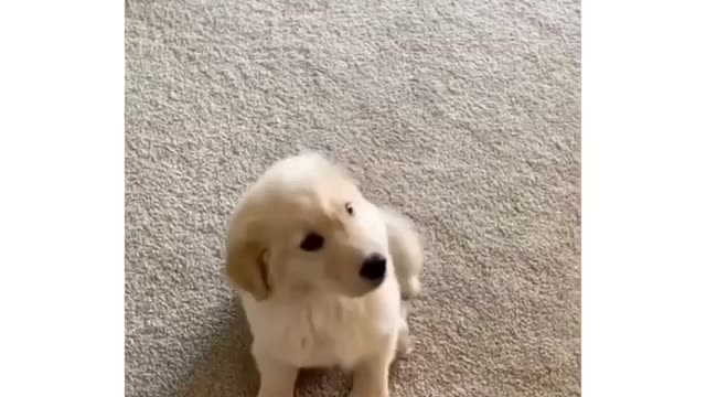 The most obedient dog ever 😂😂