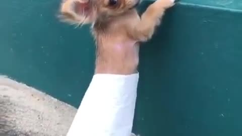 Dog sexy .cute dog funny video puppy funny