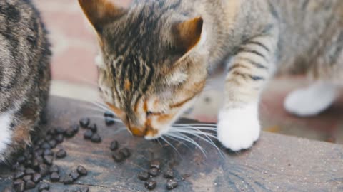 My Cat Is Eating Her Food