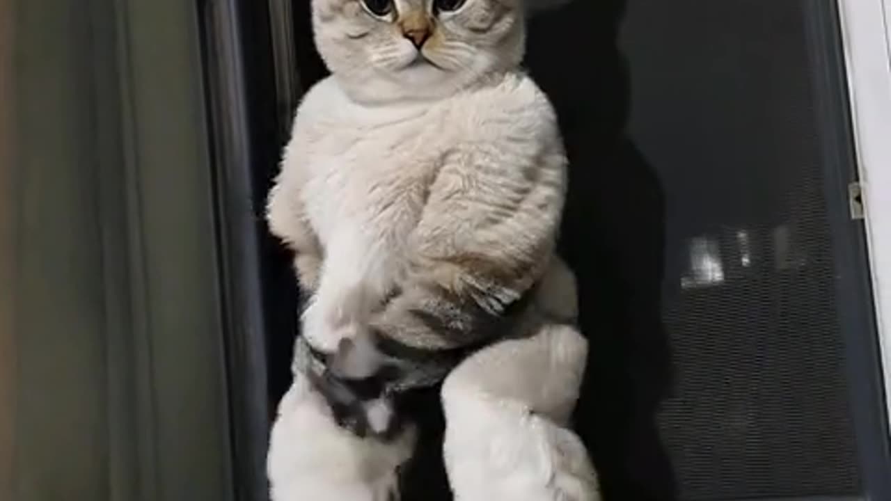 Cat dance video