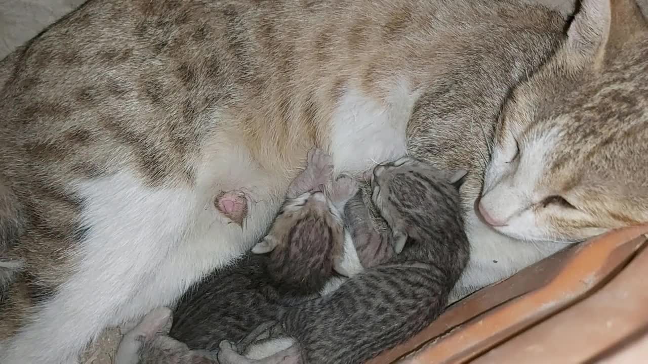 Mama Cat Breast Feeding New Born Cute Kittens