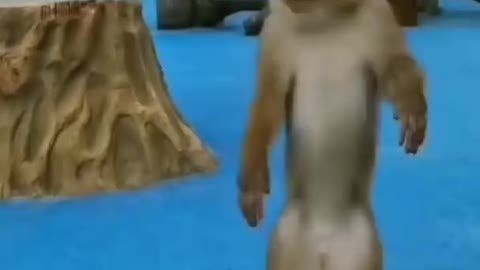 Funny monkey