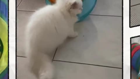 Best Animal videos... funny 😺