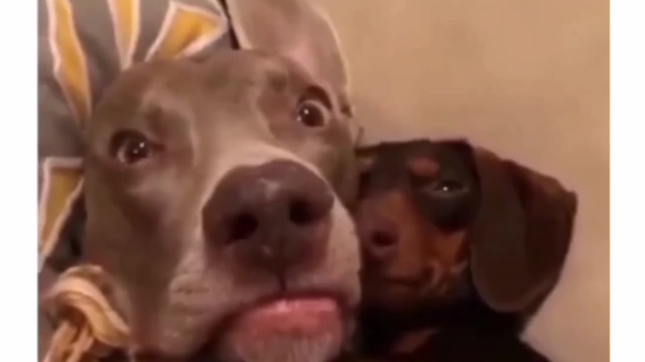 Funny Animal Videos