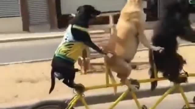 DOG WALKING BICYCLE