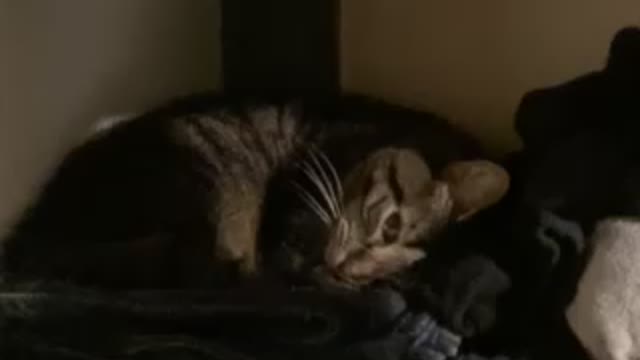 Is someone a bit sleepy?