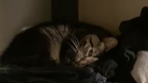 Is someone a bit sleepy?