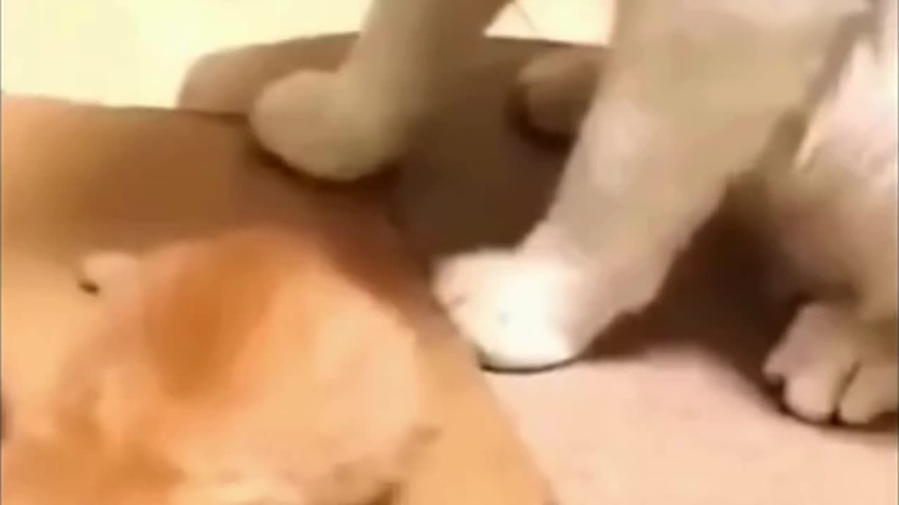 🤣🤣 funny animal clip 🤣🤣