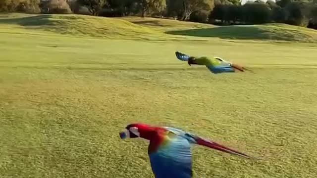 Majestic Macaw’s in flight. 🦜