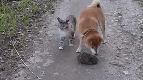 Doggy,cat and Hedgehog.