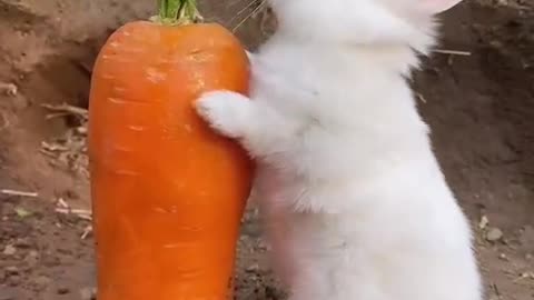 Little white rabbit eats radish