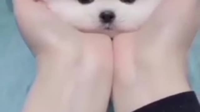 Cute puppy #Loving short# video 🥰💖😍