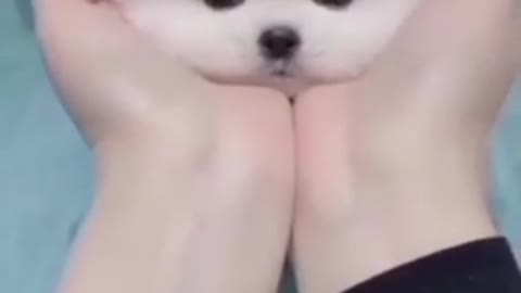 Cute puppy #Loving short# video 🥰💖😍
