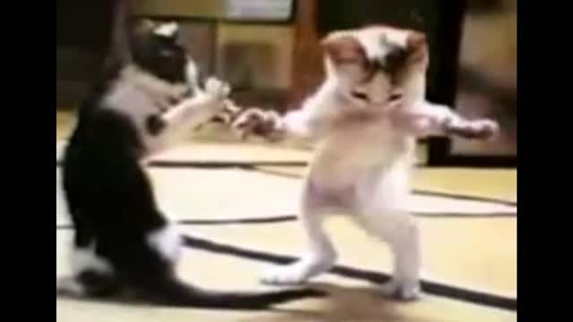 une chat dance le chaabi marocain