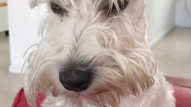 White dog yawning laying in red mattress
