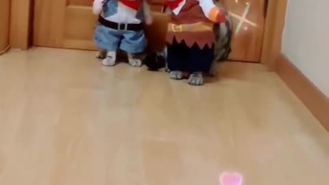 Dress up cute cats