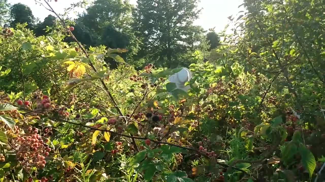 PICKING WILD BLACKBERRIES FOR WINE