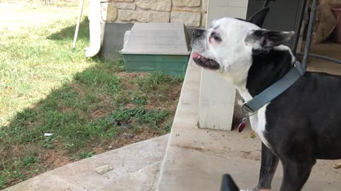 Dog Faces Off Against the Air Compressor