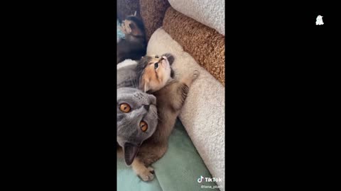 Cats cute moments part