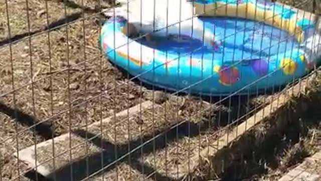 2 Moscovys & A Chick Episode 25 Daisy is in the pool!