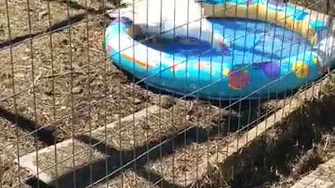 2 Moscovys & A Chick Episode 25 Daisy is in the pool!