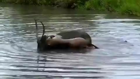 Loin Attack to Antelope