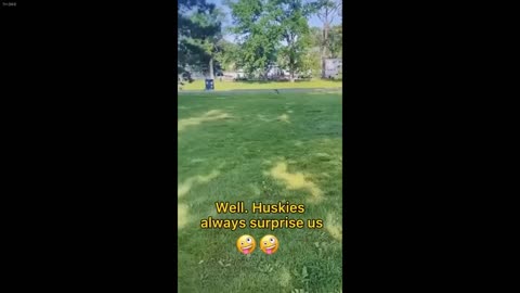 Dog and Cat Videos 4