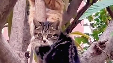 Cats watch strange things