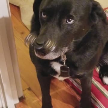Perro concentrado balancea perfectamente un fidget spinner sobre su nariz