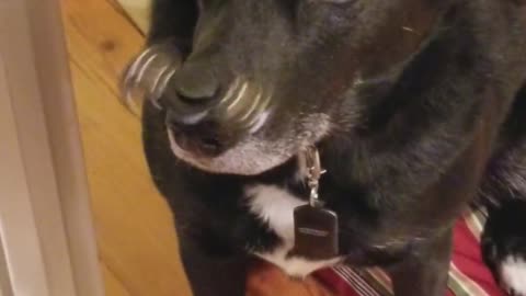 Perro concentrado balancea perfectamente un fidget spinner sobre su nariz