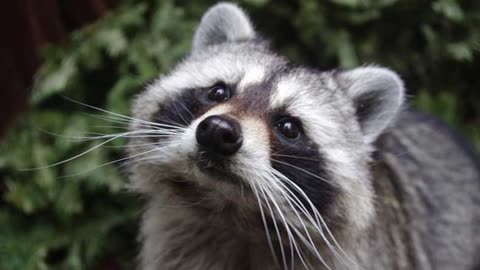 Raccooning raccoon, Legalização do aborto para as mulheres e seus direitos Misandricos