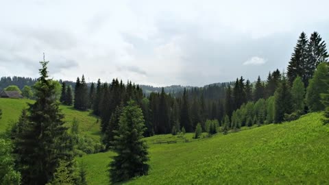 Beautiful green forest full of pine trees in spring ♥