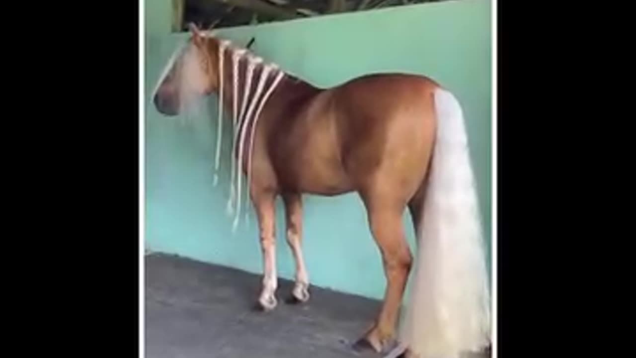 This is the most beautiful horse