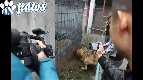 When dogs come face to face with wild animals 🐕🐕