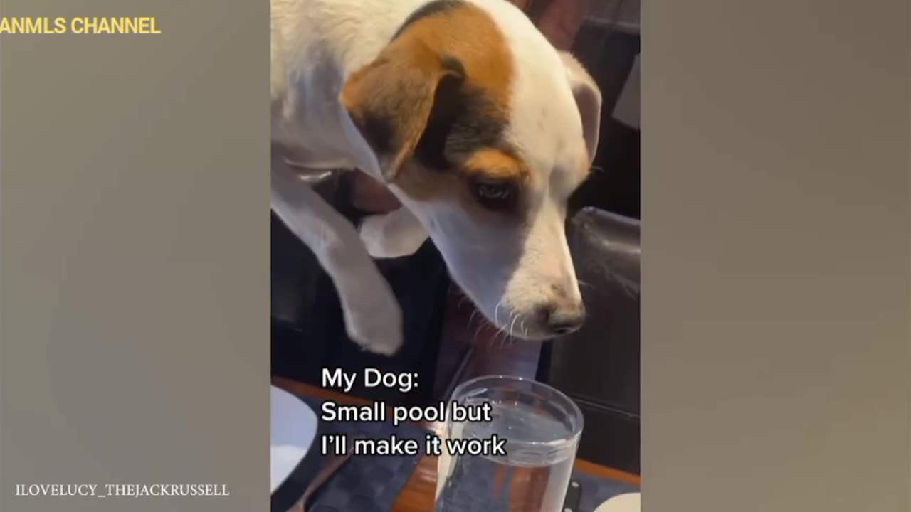 The funny dogs playingwith water