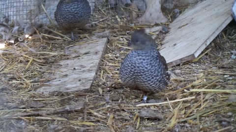 Valley quail (1)