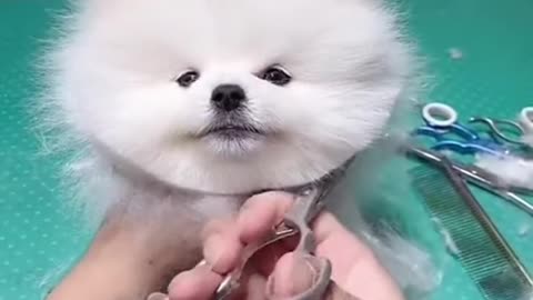 Cute dog 🐕