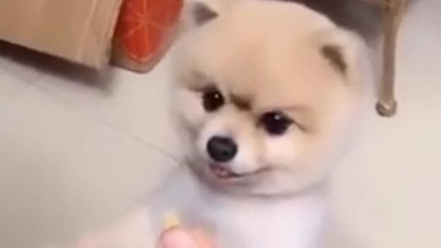 OMG VIDEOS # 21 funny dog ​​videos funny dogs | funny dogs and cats , funny dog ​​prank |