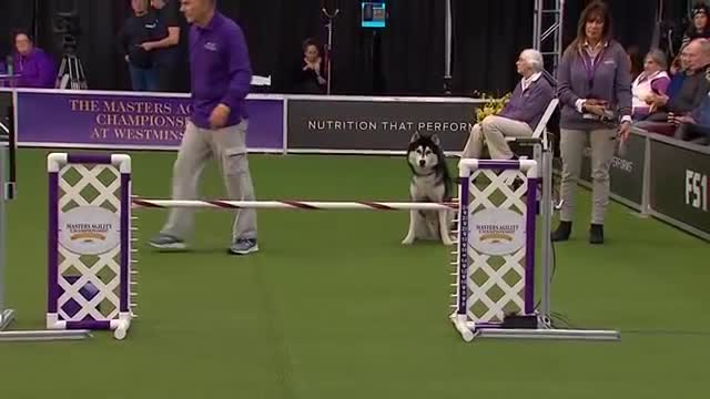 ‘Lobo’ the Siberian Husky goes off script in the 24 inch class of agility competition - FOX SPORTS