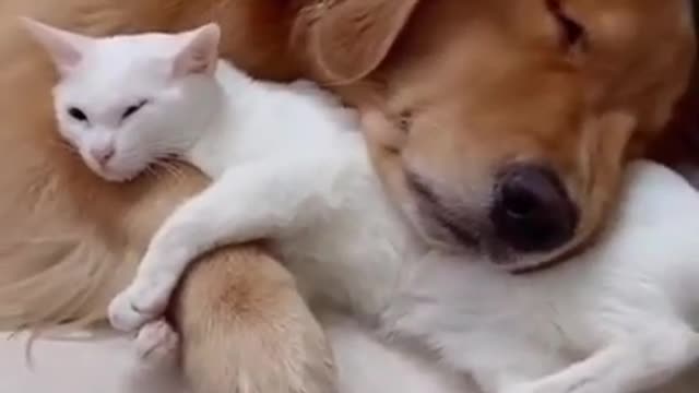 cat and dog friendship