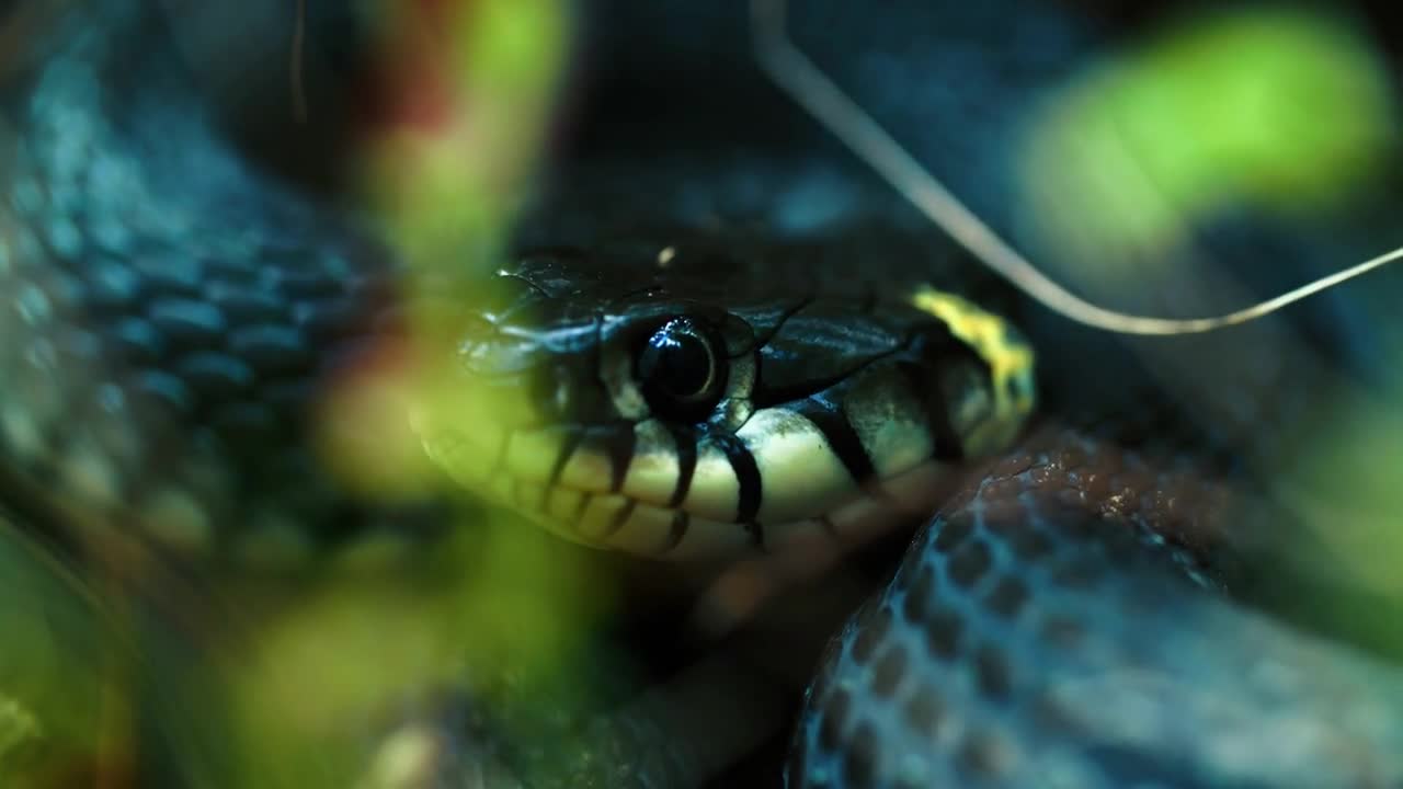 Dice Snake Swims through Marshes of Swamp Thickets and Algae. Natrix