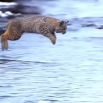 Cute little cat#short#cat