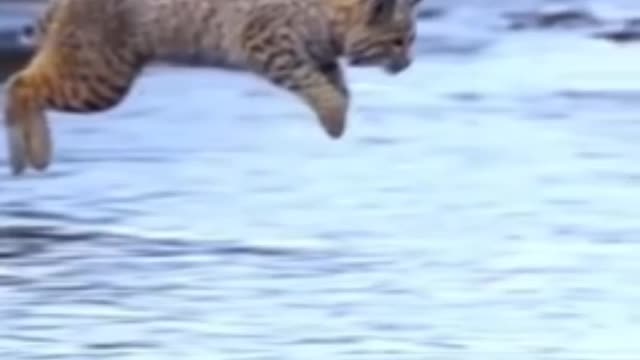 Cute little cat#short#cat